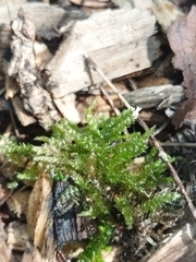 Eurhynchium angustirete