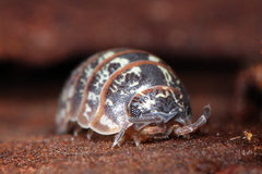 Armadillidium pictum