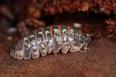 Armadillidium pictum