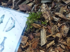 Eurhynchium angustirete