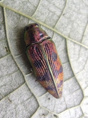 Lamprodila cupreosplendens