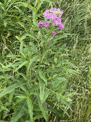 Chamaenerion angustifolium