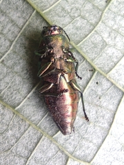 Lamprodila cupreosplendens