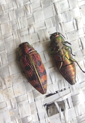 Lamprodila cupreosplendens