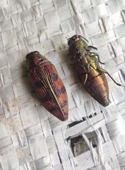Lamprodila cupreosplendens