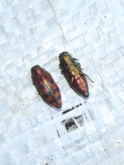 Lamprodila cupreosplendens