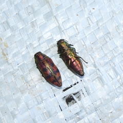 Lamprodila cupreosplendens