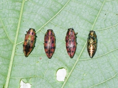 Lamprodila cupreosplendens