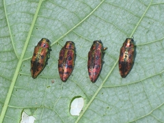 Lamprodila cupreosplendens