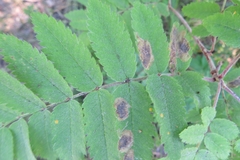 Stigmella sorbi