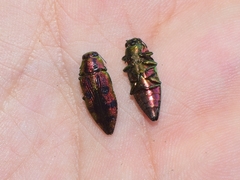 Lamprodila cupreosplendens