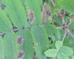 Stigmella sorbi