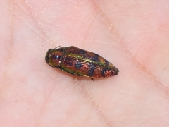 Lamprodila cupreosplendens