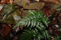 Parapolystichum munitum