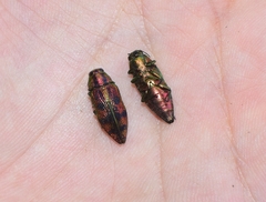 Lamprodila cupreosplendens