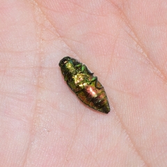 Lamprodila cupreosplendens