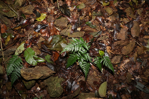 Parapolystichum munitum, photograph 1