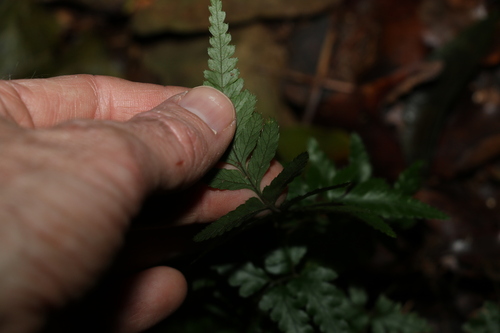 Parapolystichum munitum, photograph 2