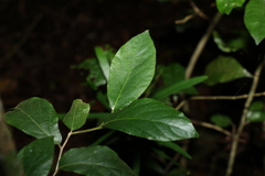 Alangium polyosmoides tomentosum