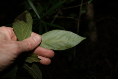 Alangium polyosmoides tomentosum