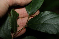 Alangium polyosmoides tomentosum