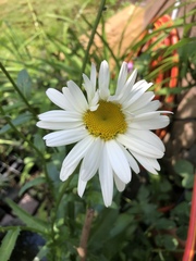 Leucanthemum × superbum