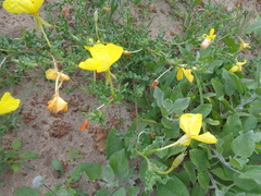 Oenothera arequipensis