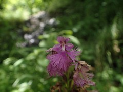 Platanthera grandiflora