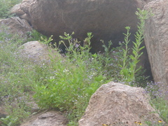 Oenothera arequipensis