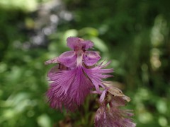 Platanthera grandiflora