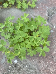 Oxalis stricta