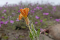Oenothera arequipensis
