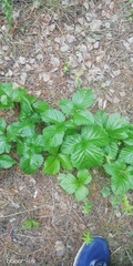 Rubus arcticus