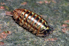 Armadillidium pictum