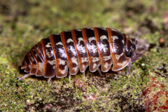 Armadillidium pictum