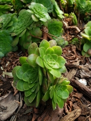 Aeonium