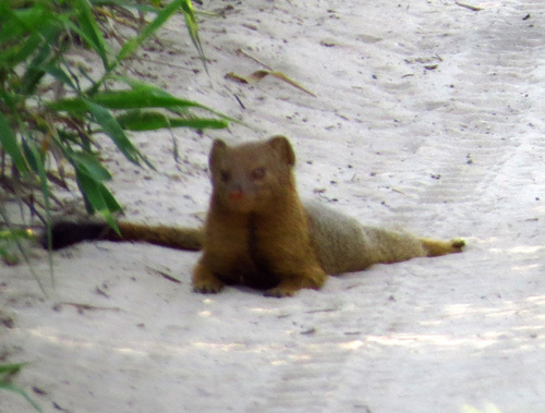 Common Slender Mongoose