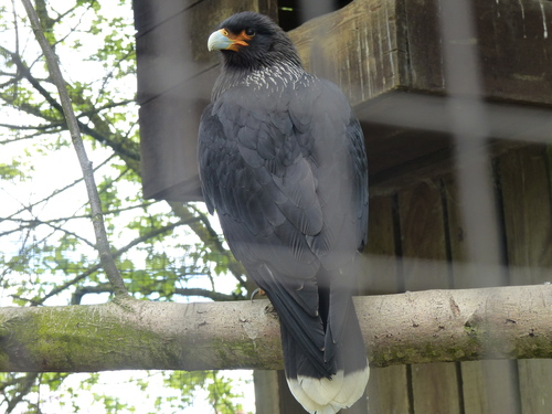 Daptrius australis