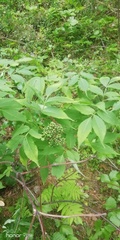 Sambucus sibirica