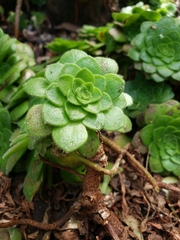 Aeonium