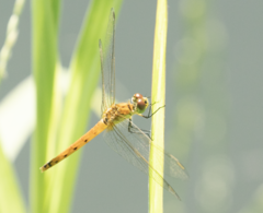 Sympetrum depressiusculum