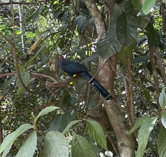 Phaenicophaeus sumatranus