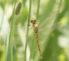 Sympetrum depressiusculum