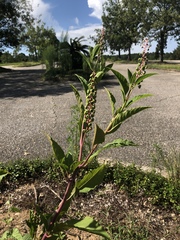 Phytolacca americana rigida