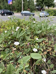 Convolvulus arvensis
