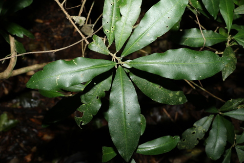 Image of Medicosma cunninghamii by (c) Greg Tasney, some rights reserved (CC BY-SA)