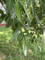 Salix