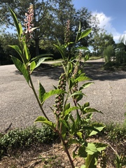 Phytolacca americana rigida
