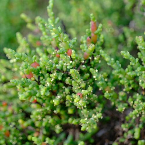 Image of Tecticornia arbuscula by (c) Peter Crowcroft, some rights reserved (CC BY)
