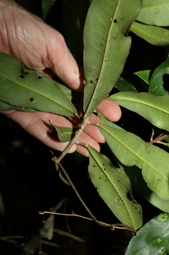 Image of Medicosma cunninghamii by (c) Greg Tasney, some rights reserved (CC BY-SA)